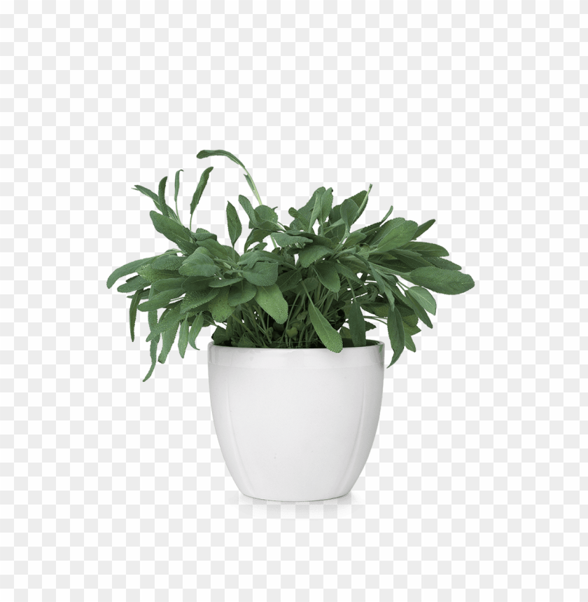 herb, potted plant, green foliage, indoor gardening, decorative plant, natural decor, leafy greens