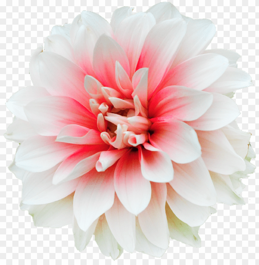 flower, pink flower, white petals, nature beauty, garden plant, blossom, floral arrangement