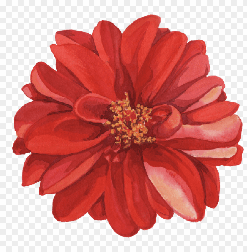 flower, red blossom, floral art, garden decoration, vibrant petals, nature beauty, botanical illustration