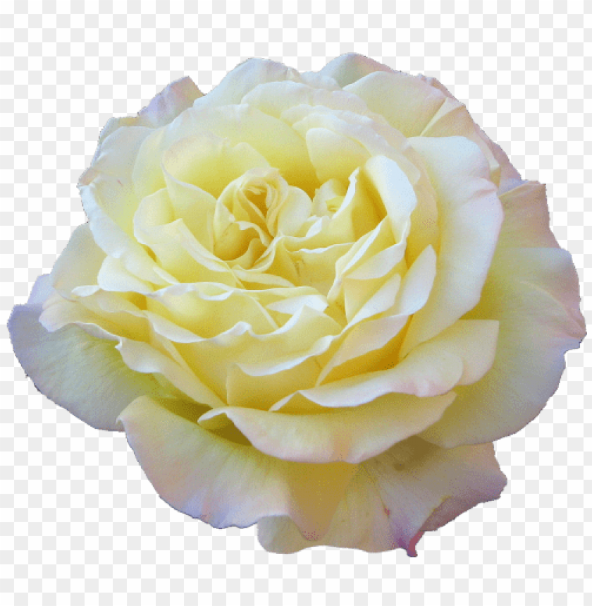 rose, yellow rose, flower, botanical, garden, blooming flower, nature