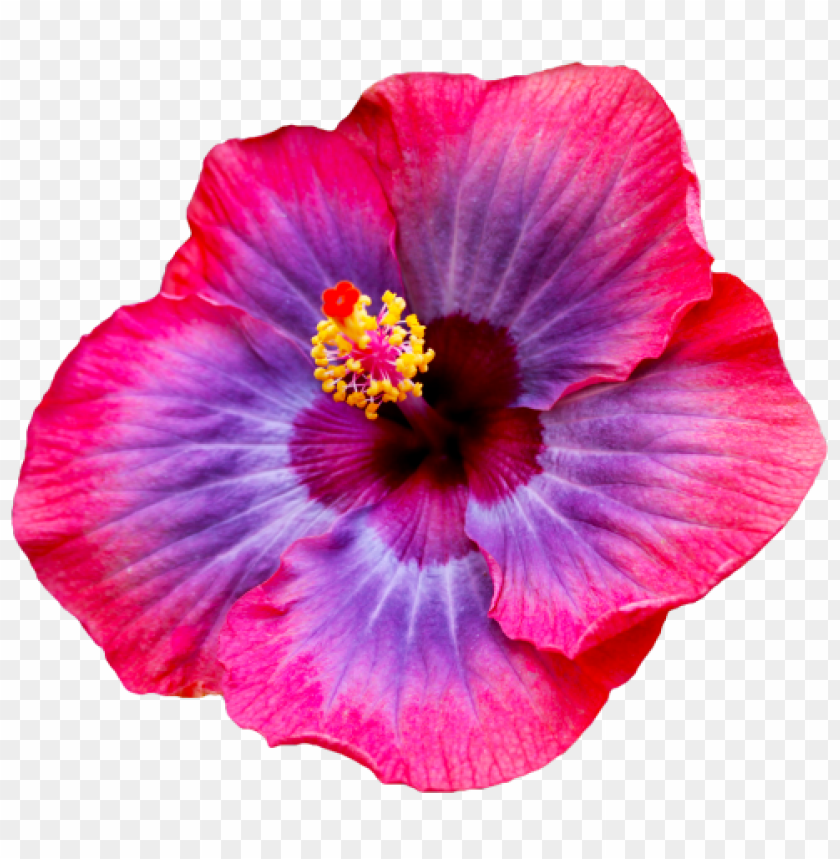 flower, hibiscus, pink flower, purple flower, floral design, nature, vibrant colors