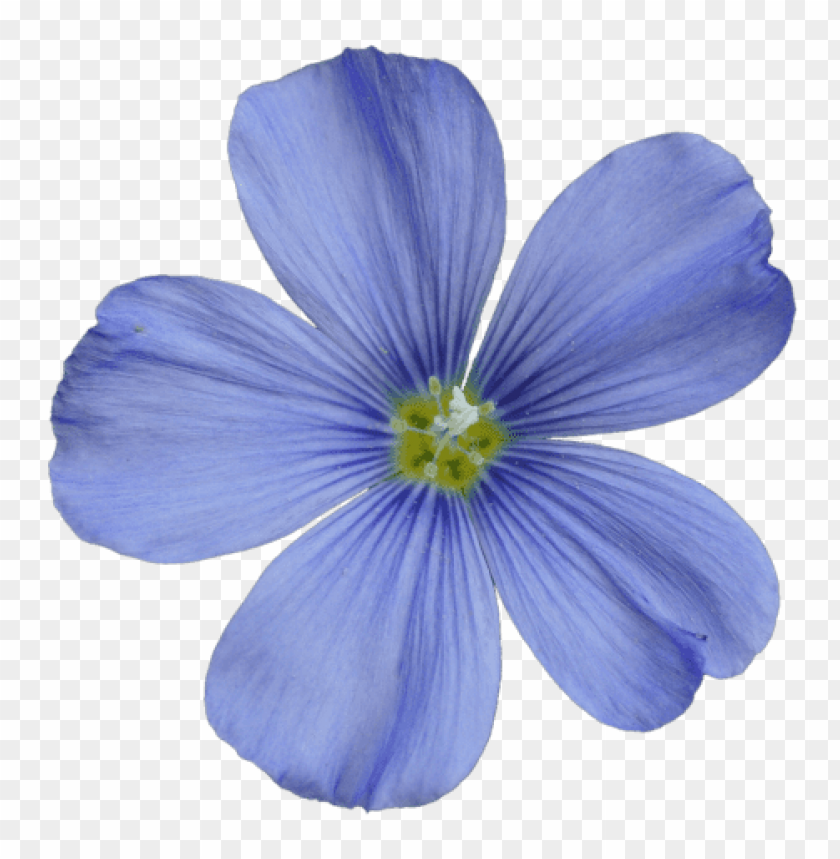 flower, blue flower, flax flower, botanical, nature, petal, blooming plant