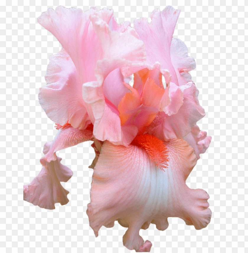 orchid flower, pink petals, tropical plant, vibrant blooms, ornamental flowers, garden decor, floral arrangement