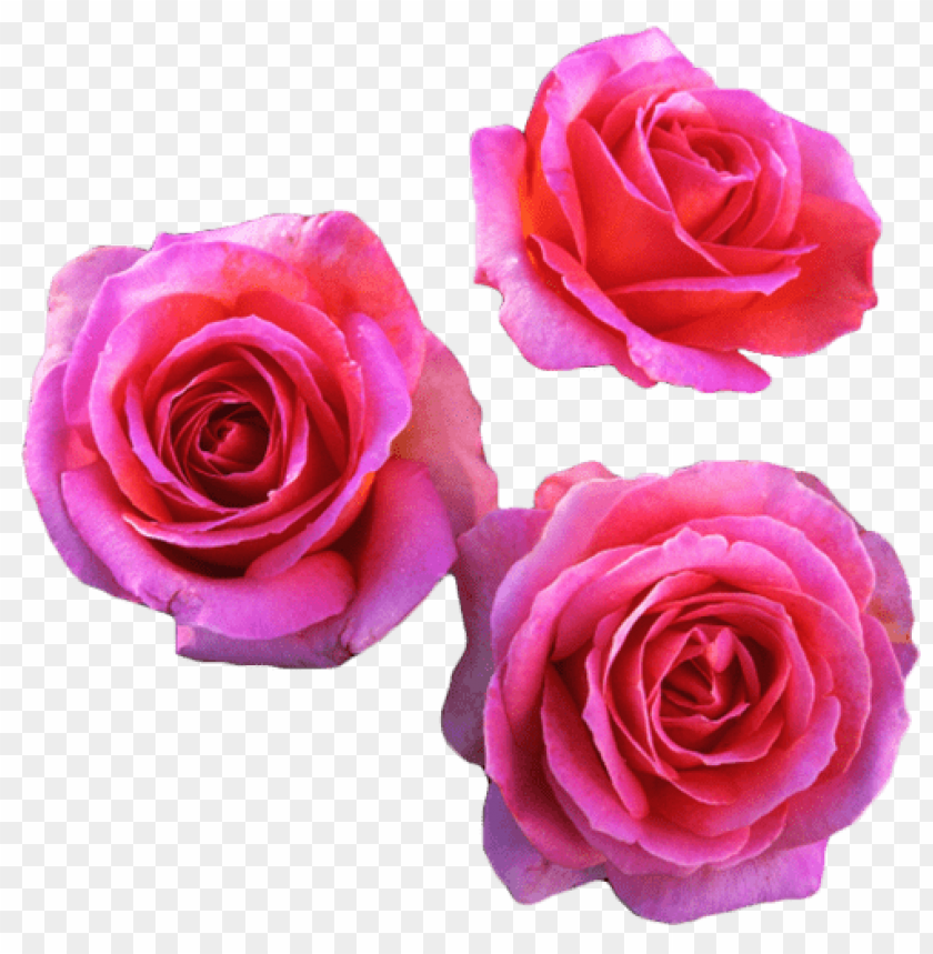 roses, pink flowers, floral arrangement, garden blooms, botanical decor, vibrant petals, ornamental plants