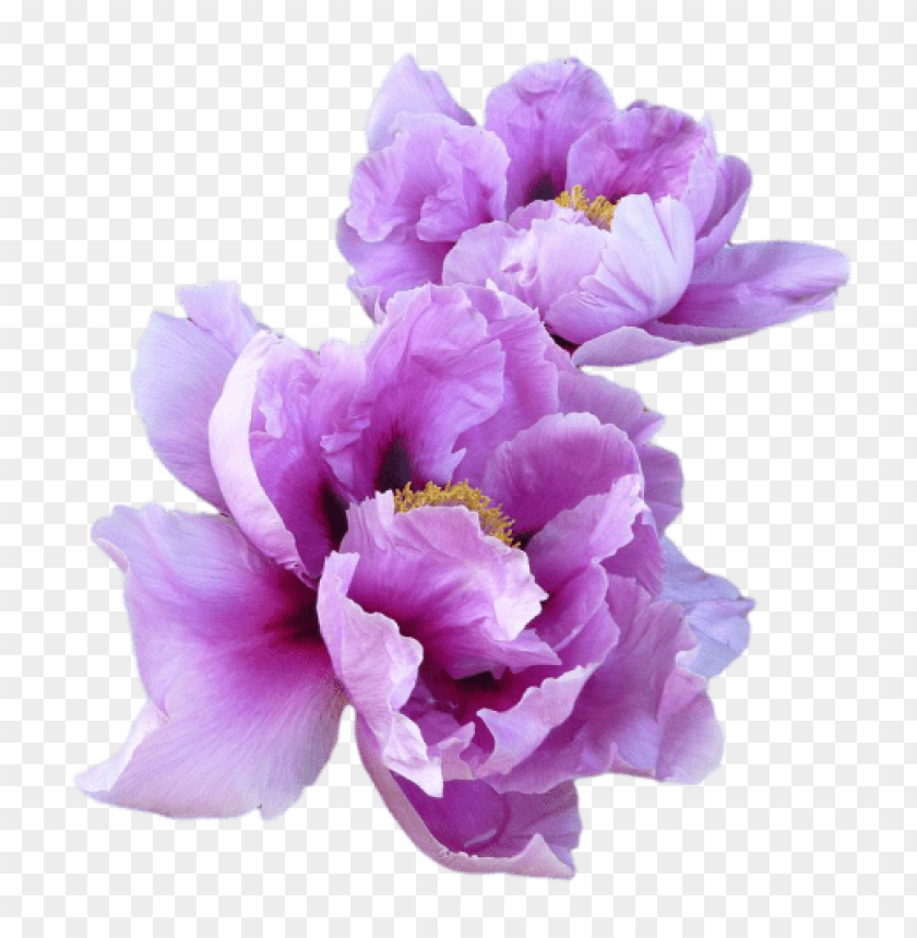 peony flowers, purple petals, garden blooms, floral arrangement, vibrant blossoms, spring flowers, botanical beauty