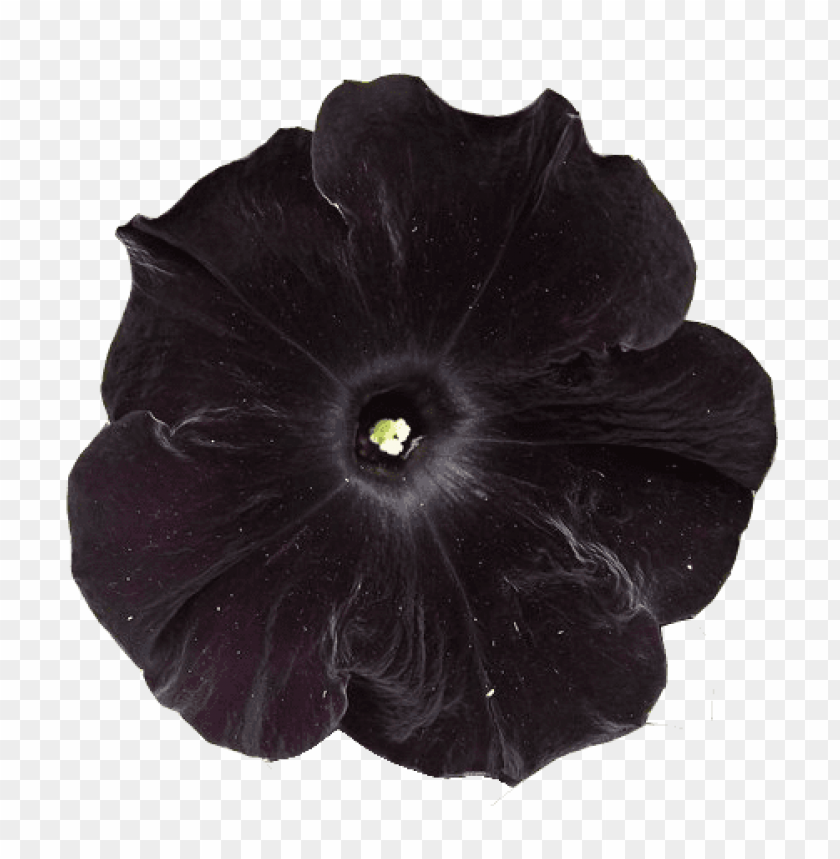 black flower, dark petals, floral design, nature beauty, unique bloom, garden decoration, elegant flower