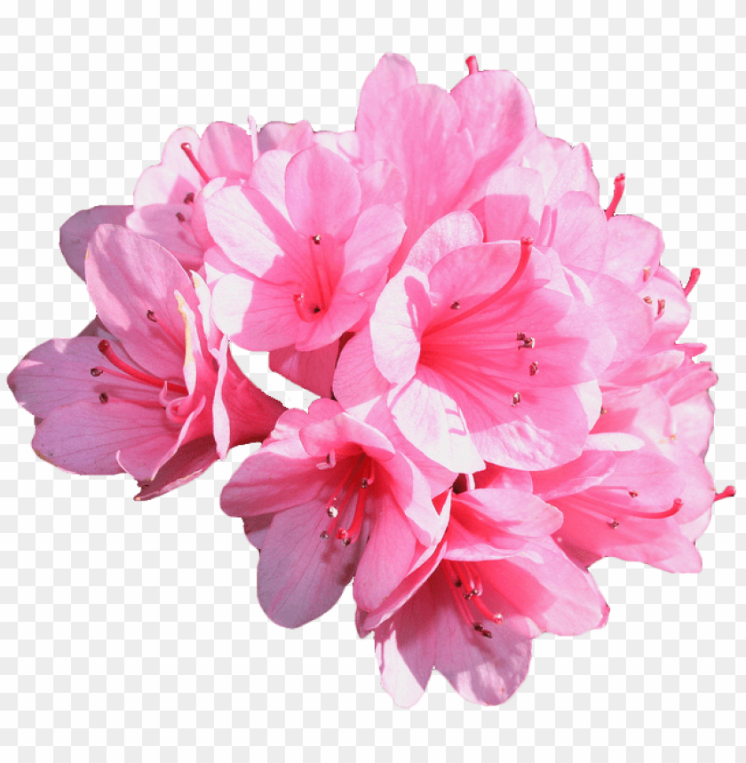 flowers, pink flowers, azalea, nature blooms, garden plants, floral arrangement, botanical beauty