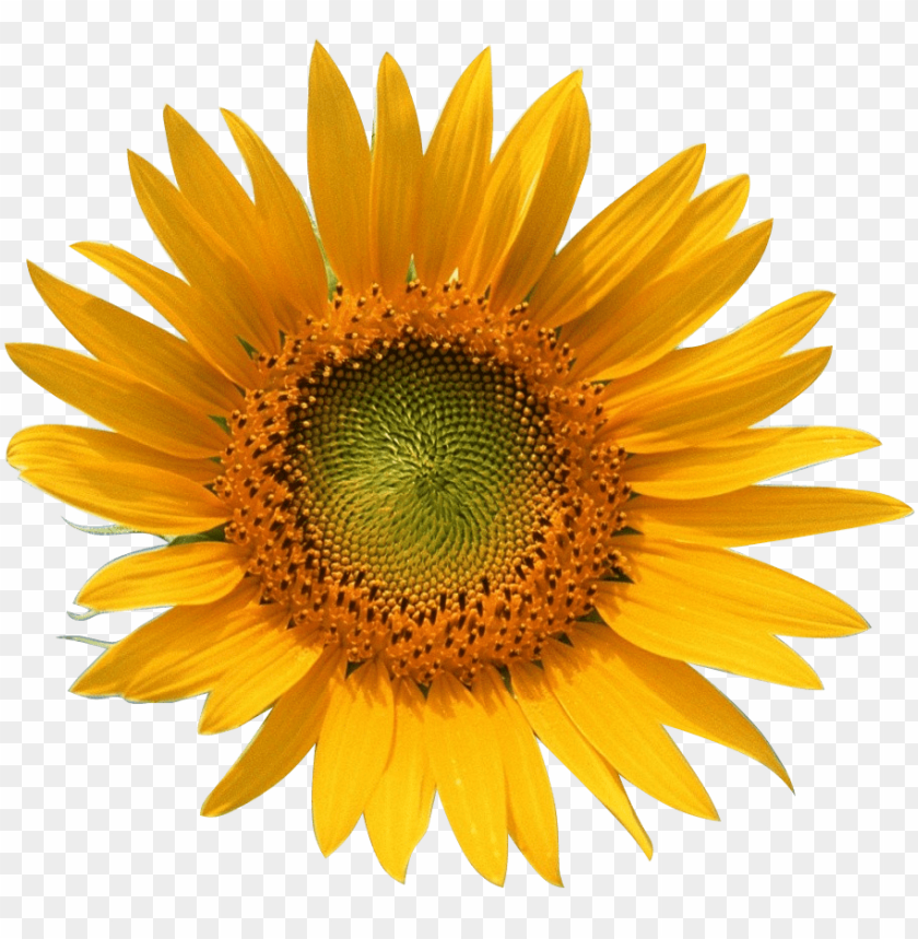 sunflower, yellow petals, green center, garden flower, blooming plant, nature beauty, florals