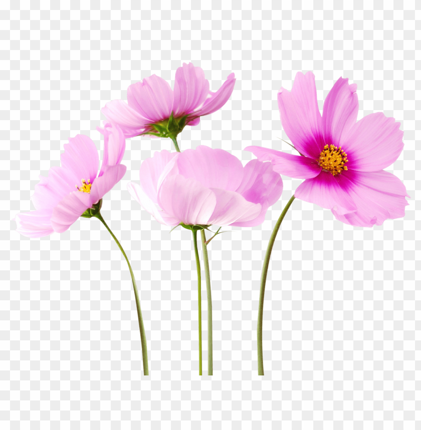 flower, pink flower, cosmos flower, botanical, nature, garden plant, floral