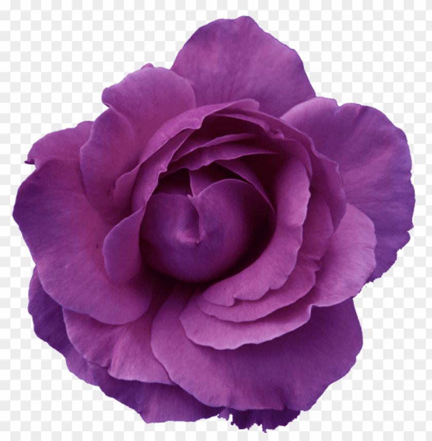 rose, purple flower, botanical, natural beauty, flower petals, flower arrangement, gardening