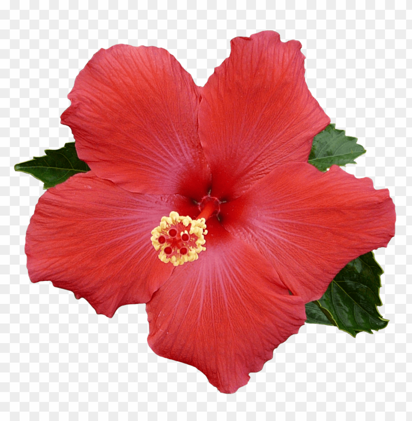 hibiscus flower, red flower, tropical plant, decorative flower, garden plant, floral design, nature beauty