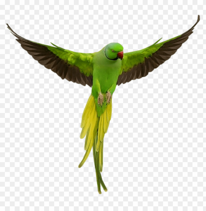 birds png ,bird