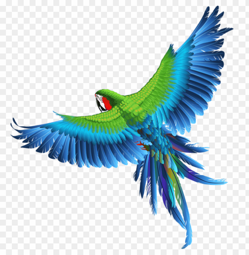 birds png ,bird