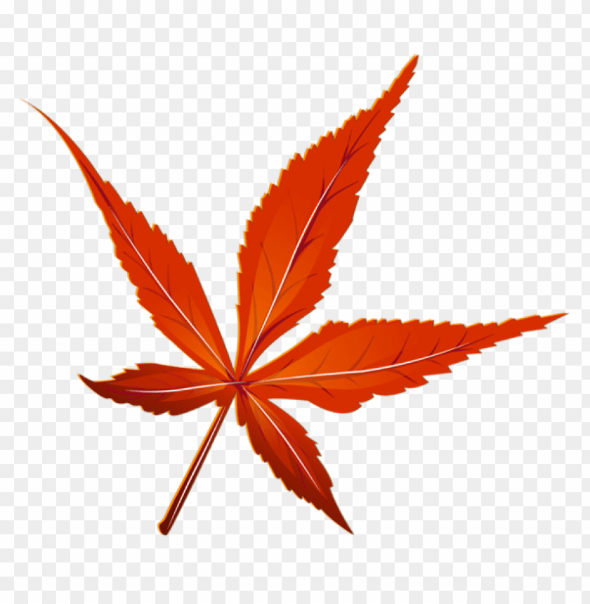 maple leaf, red foliage, autumn leaves, natural decor, seasonal leaves, vibrant leaves, plant life