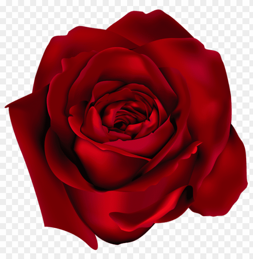 transparent red rosepicture