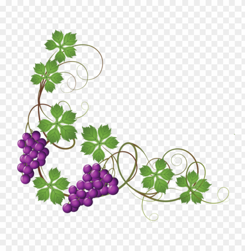 transparent vine decorationpicture