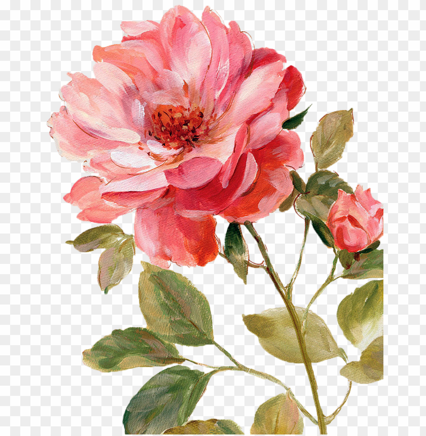 flower, pink rose, botanical illustration, plant art, floral design, garden bloom, nature decor