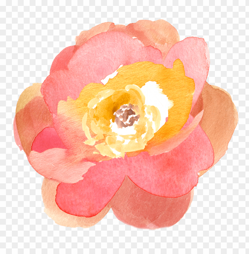 transparent watercolor flowers, flower,watercolor,watercolorflowers,transparent,flowers,transpar