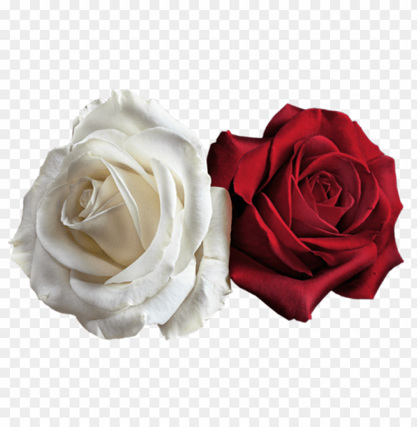 transparent white and red roses