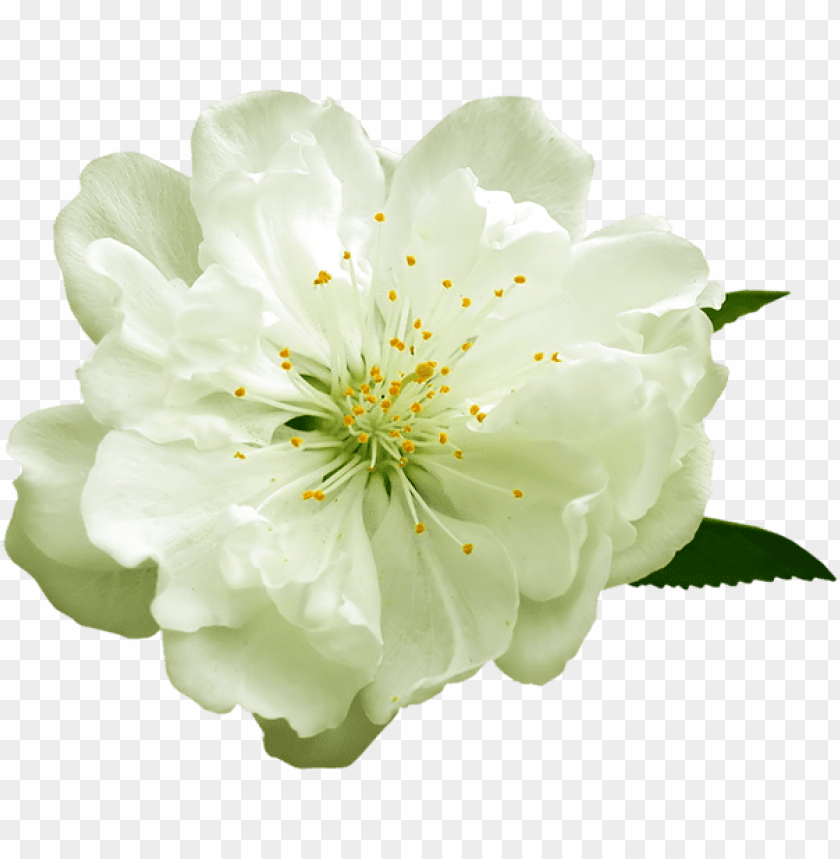 transparent white flower