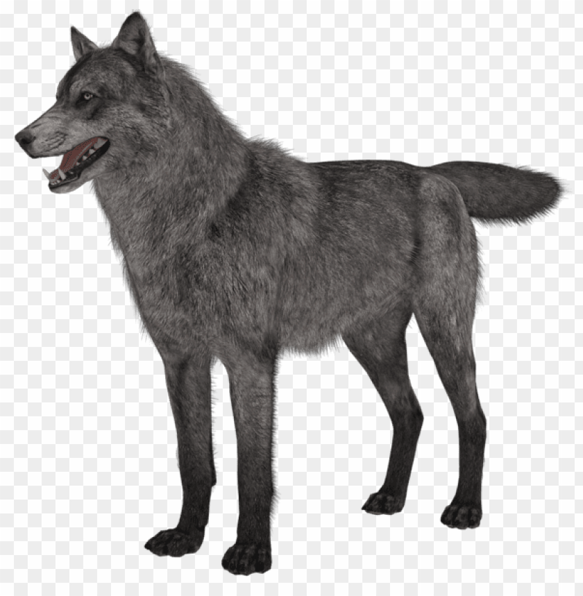 wolf, wildlife, canid, nature, animal, gray wolf, forest creature