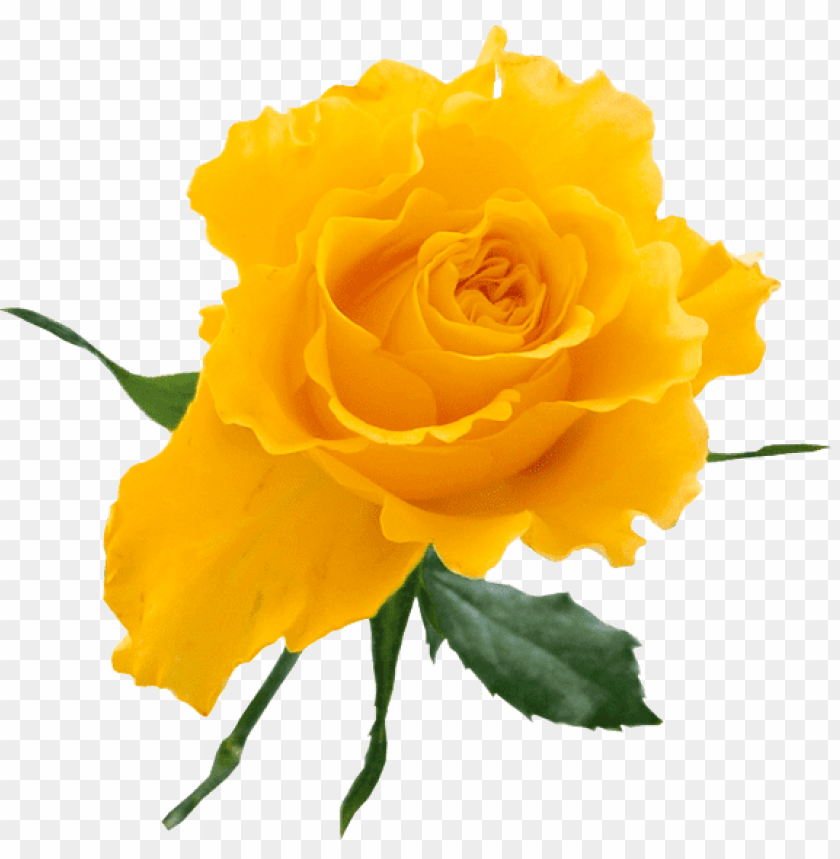 transparent yellow rose