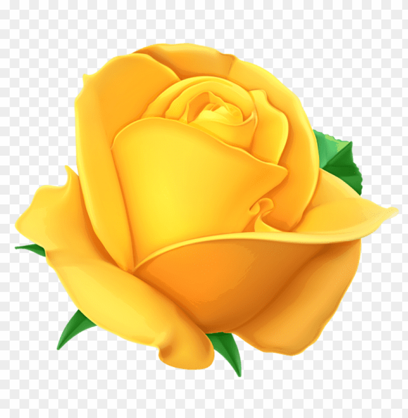 transparent yellow rosepicture