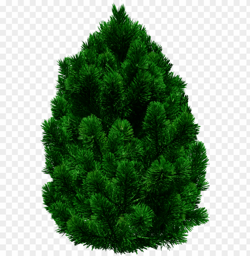 Lush green pine tree in a transparent background for seasonal decor PNG