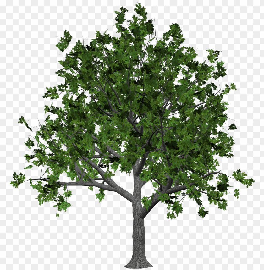 A lush green tree with a thick trunk and abundant leaves PNG