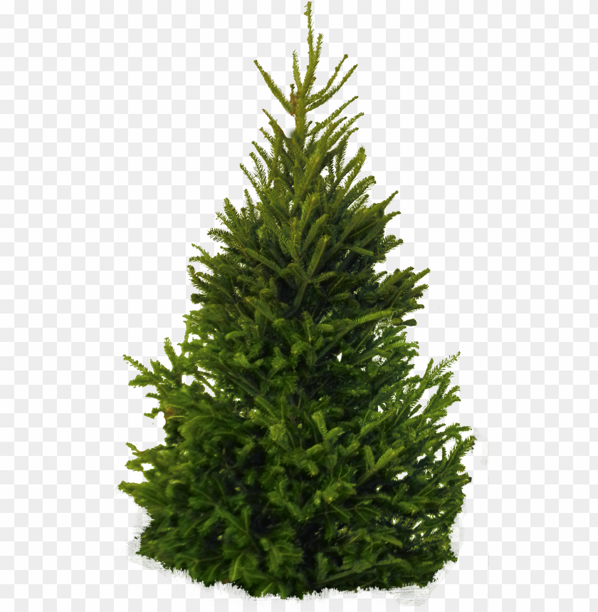 A lush green Christmas tree with a full, dense foliage PNG