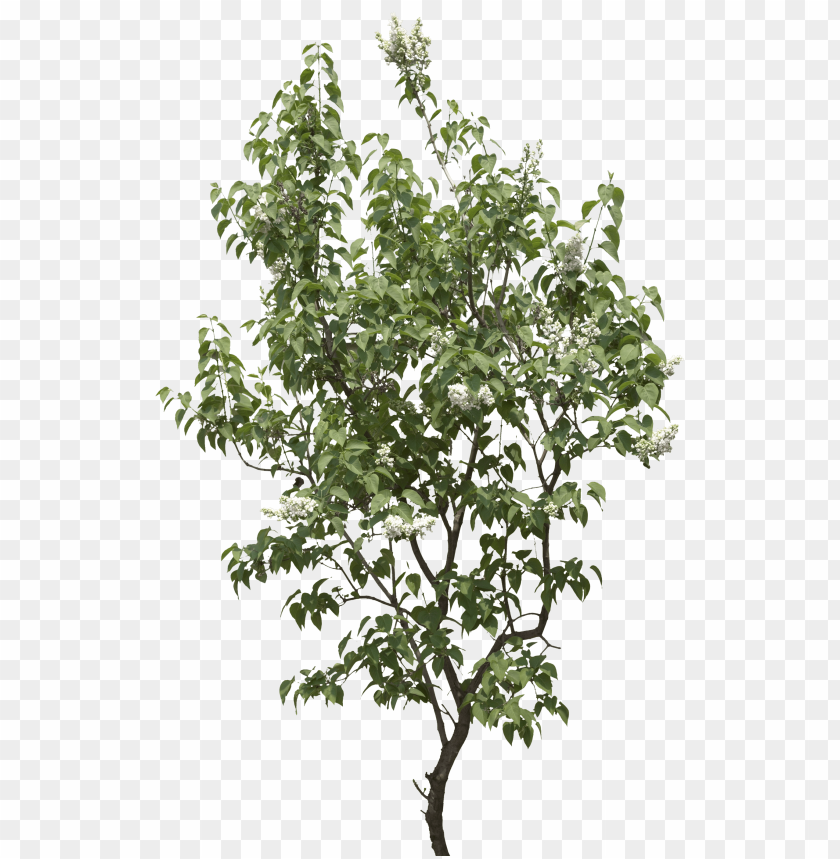 Tree, Small Leaning Tree PNG, small, leaning