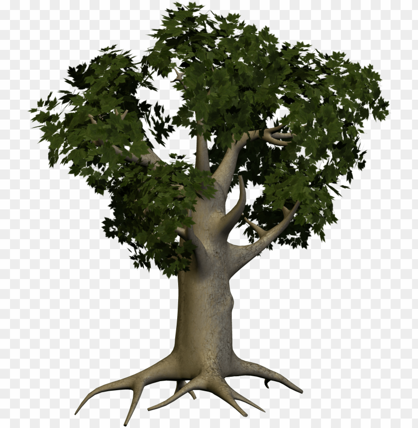 Tree, Large Oak Tree PNG, large, oak