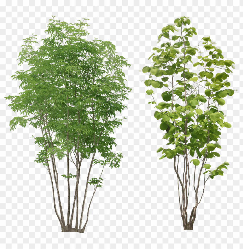 Two types of green trees, one with dense leaves and the other with broad leaves PNG