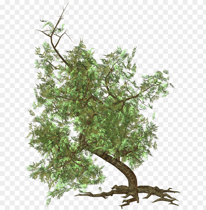 Illustration of a leafy green tree with a curved trunk PNG