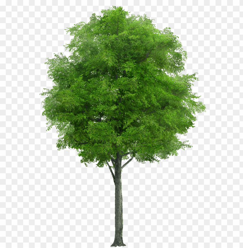 A lush green tree with a thick canopy of leaves PNG