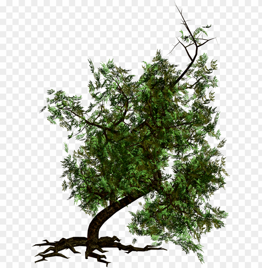 A lush green tree with dense foliage and a bent trunk PNG