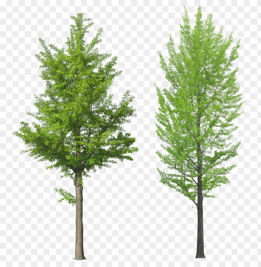 Two vibrant green trees with lush foliage on a transparent background PNG