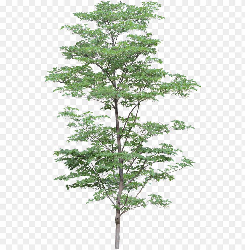 Tall green tree with a full canopy on a transparent background PNG