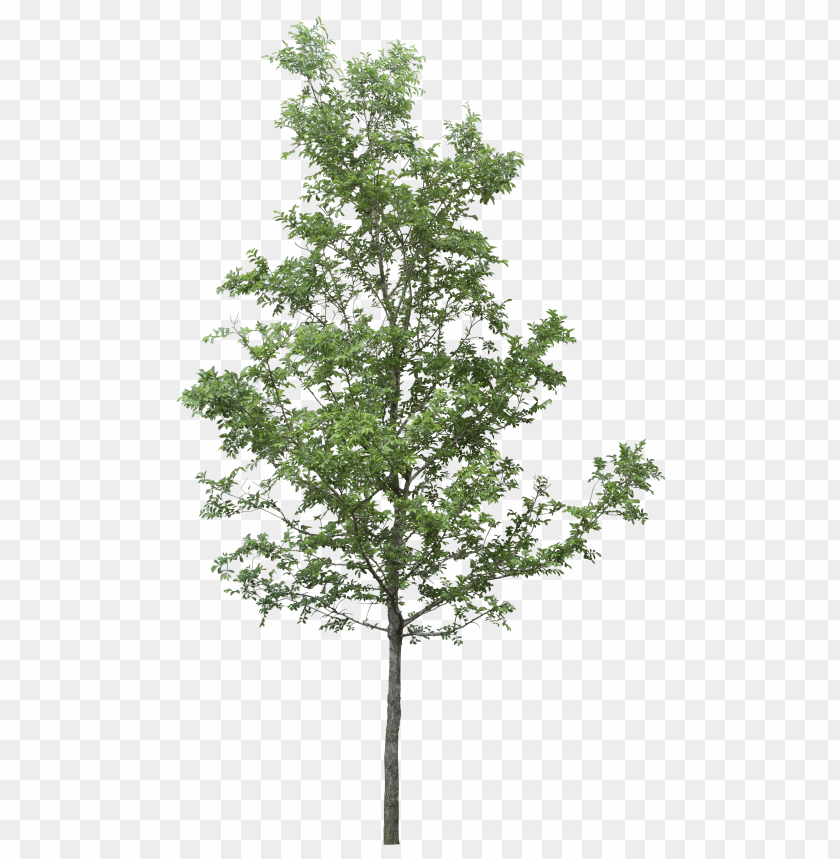 A realistic green tree with a thick trunk and abundant foliage PNG