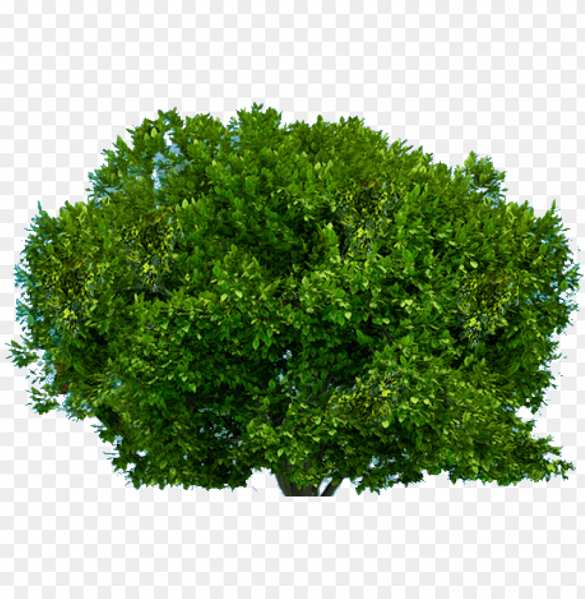 Lush green tree with thick foliage and vibrant leaves in a transparent background PNG