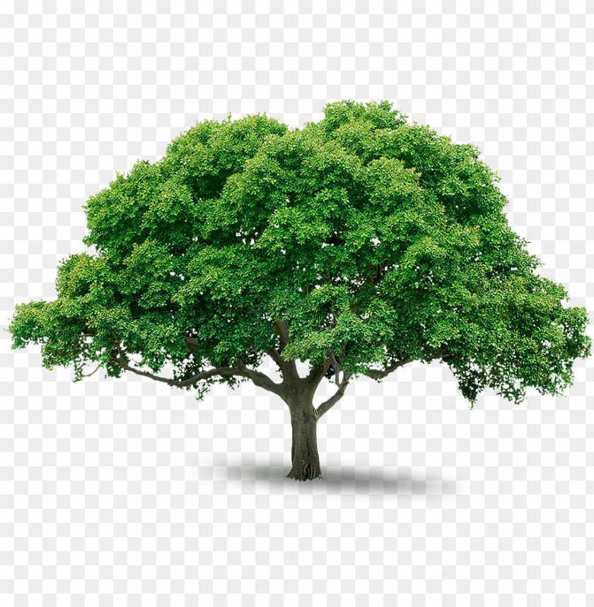 Lush green tree with a wide canopy on a transparent background PNG