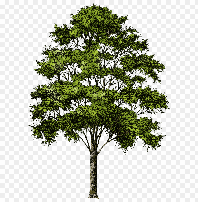 A detailed illustration of a lush green tree on a transparent background PNG