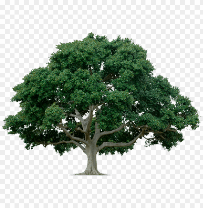 Lush green tree with a wide canopy and sturdy trunk PNG