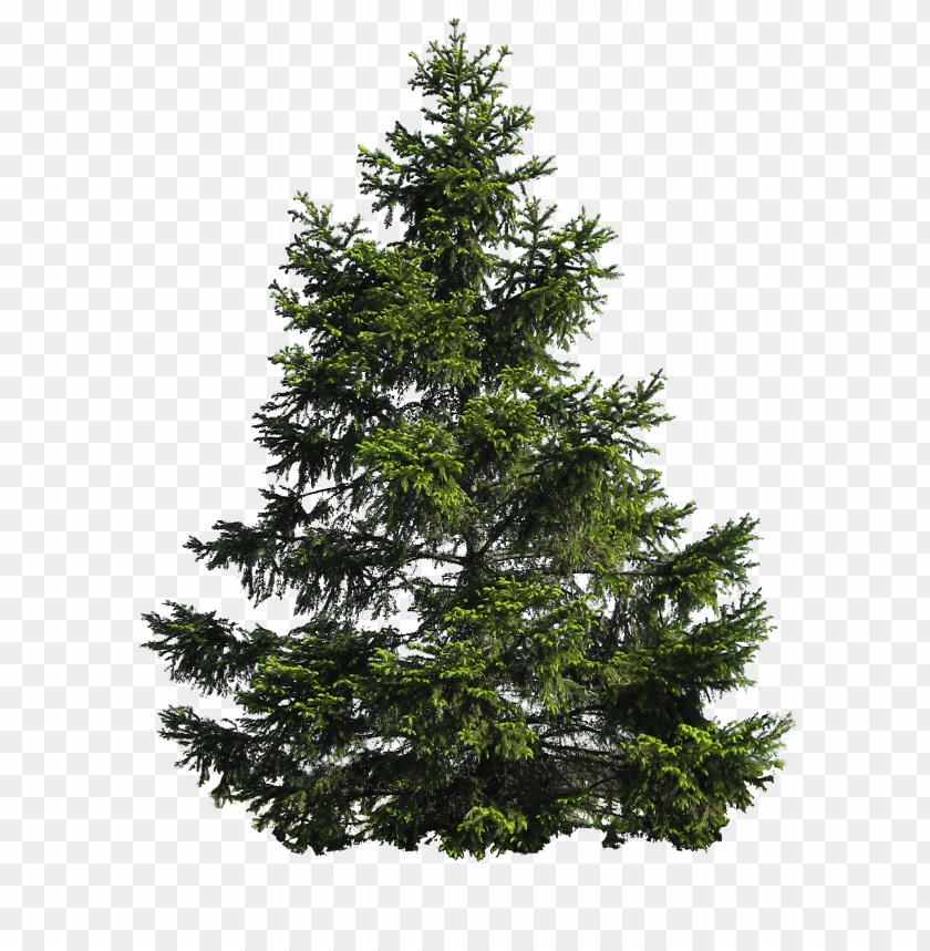 Realistic green conifer tree with dense foliage and branches PNG