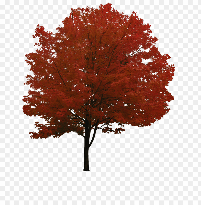 Vibrant red maple tree with autumn leaves on a transparent background PNG