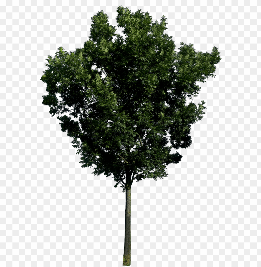 Realistic green tree with lush foliage and a sturdy trunk PNG