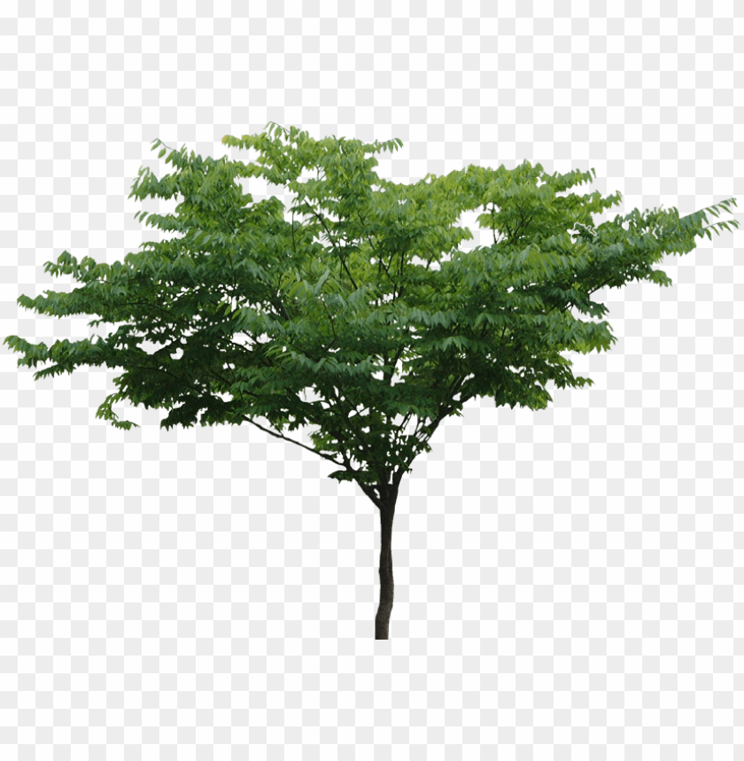 tree, deciduous, evergreen, landscaping, photosynthesis