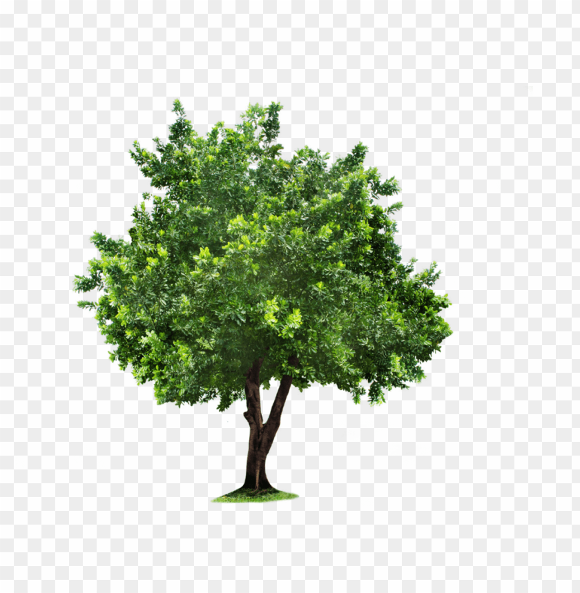 tree,شجرة