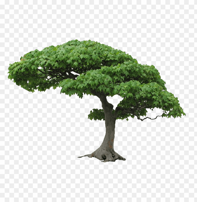 tree,شجرة