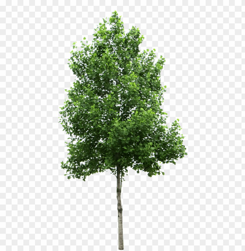 tree,شجرة